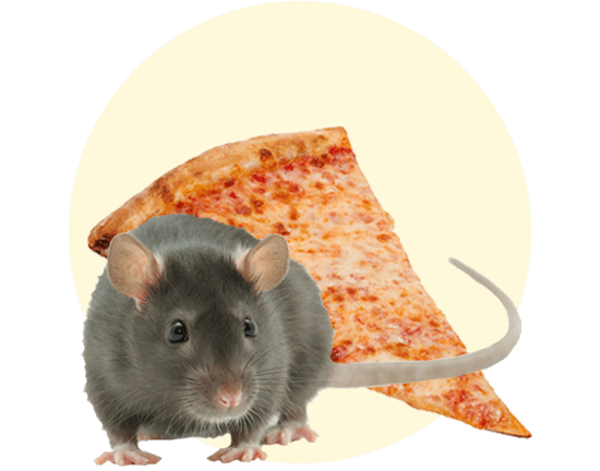 Pizza Rat hero